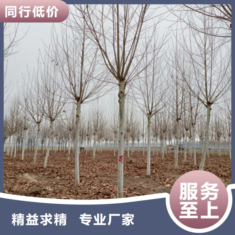 安装简单【翌昊】法桐价格质量保证绿化乔木