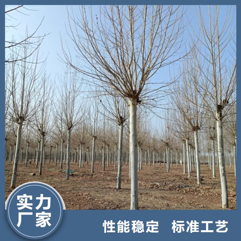 安装简单【翌昊】法桐价格质量保证绿化乔木
