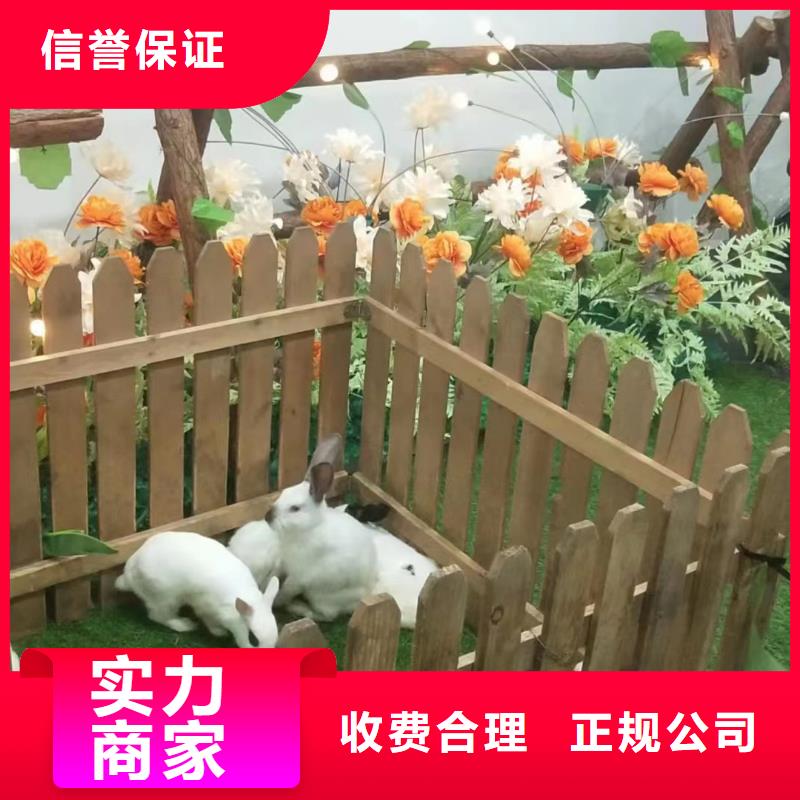 羊驼出租联系方式