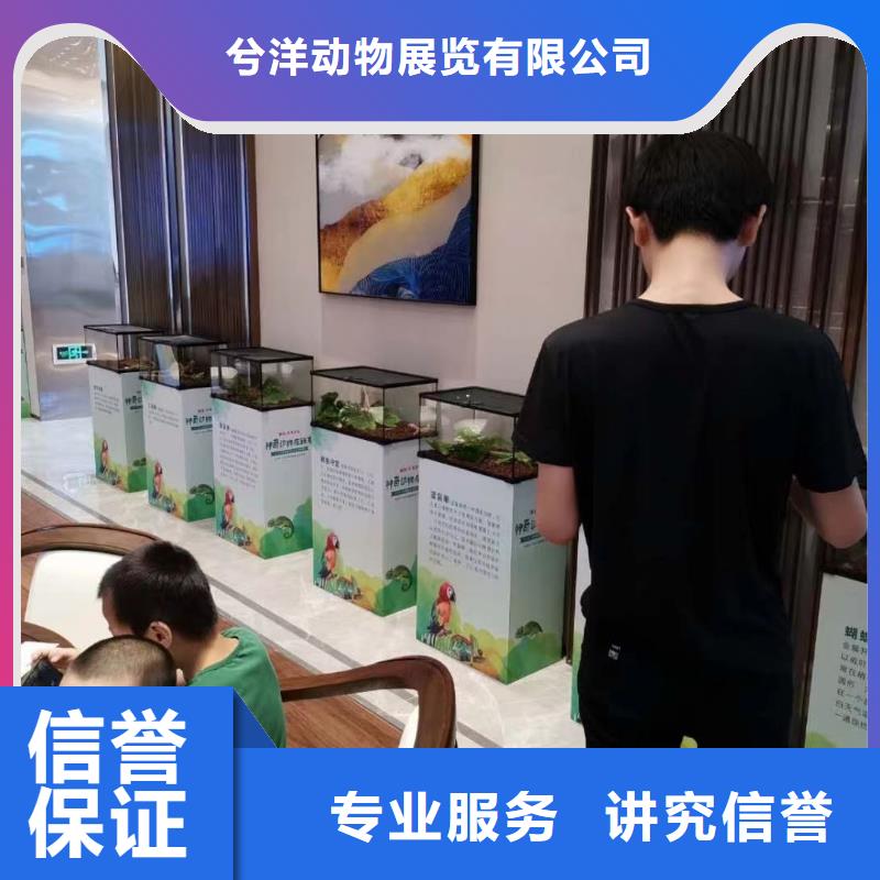 马戏团/羊驼羊驼出租好评度高