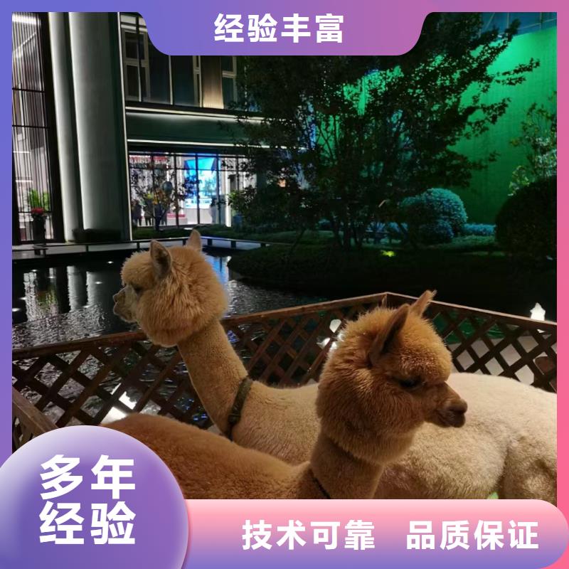 羊驼出租点击查看