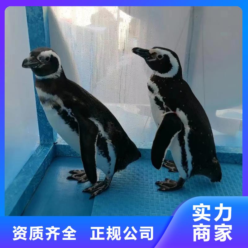 海洋展出租暖场活动