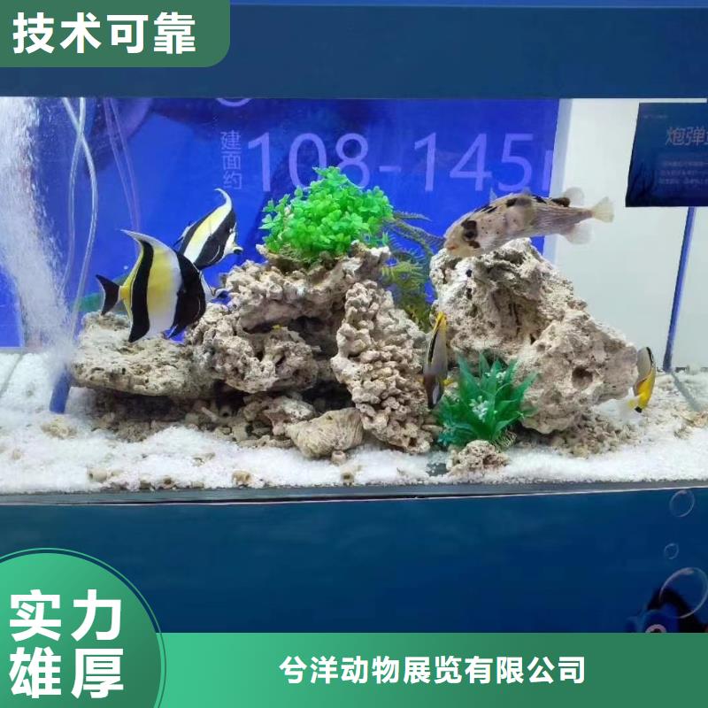 海洋生物展出租公司活动方案