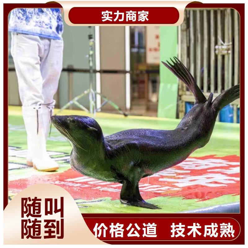 海狮演出租赁