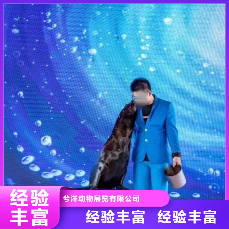 哪有出租海狮表演的一手资源