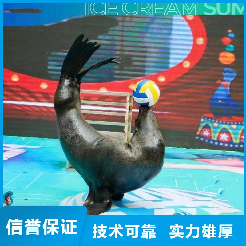 海洋主题动物表演海狮表演出租团队