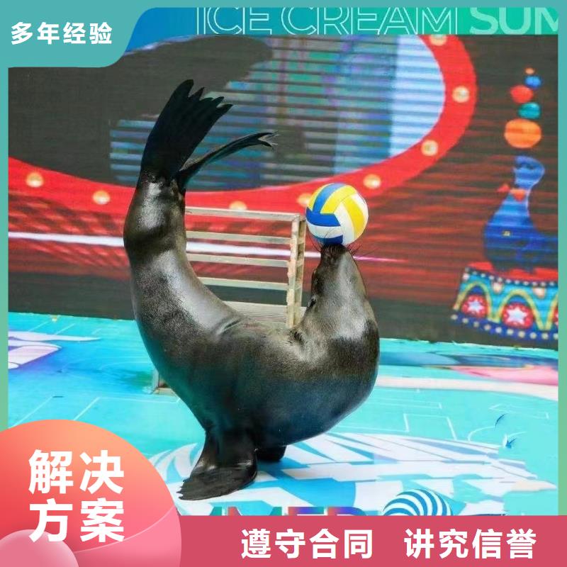 海洋主题动物表演海狮表演出租品质好