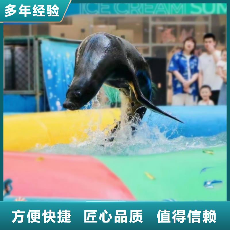 诚实守信【兮洋】海洋主题动物表演海狮表演出租齐全