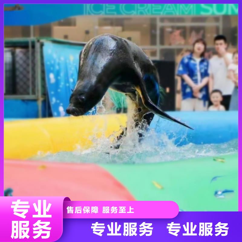 海洋主题动物表演海狮表演出租随叫随到