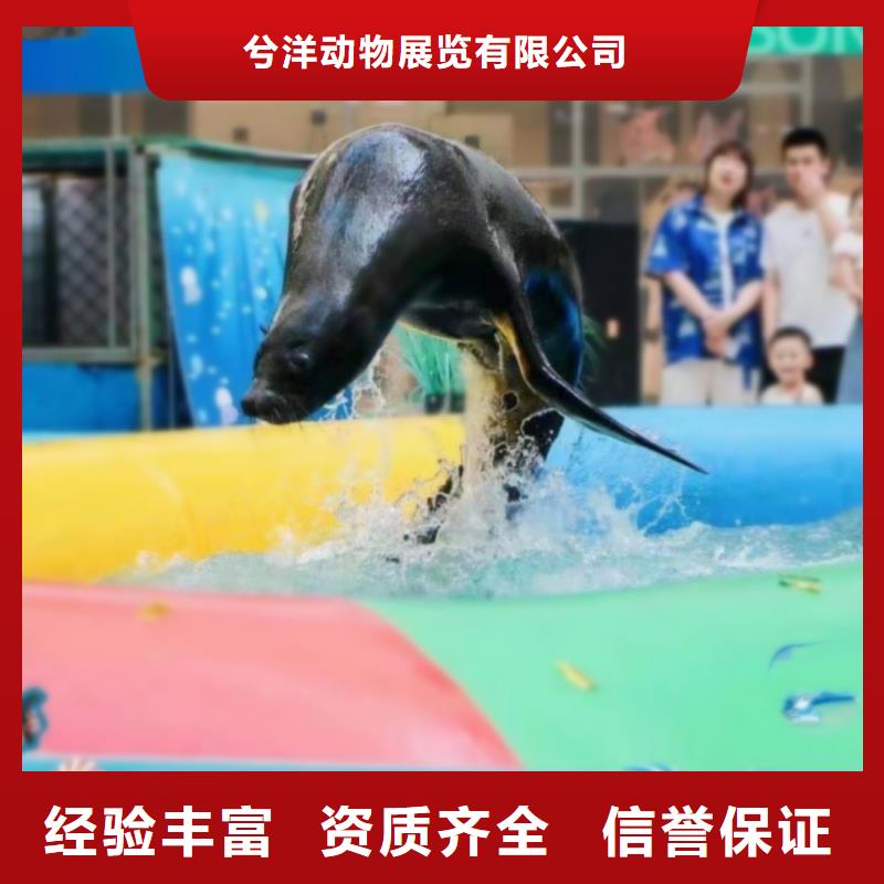 购买(兮洋)海洋主题动物表演海狮表演出租团队