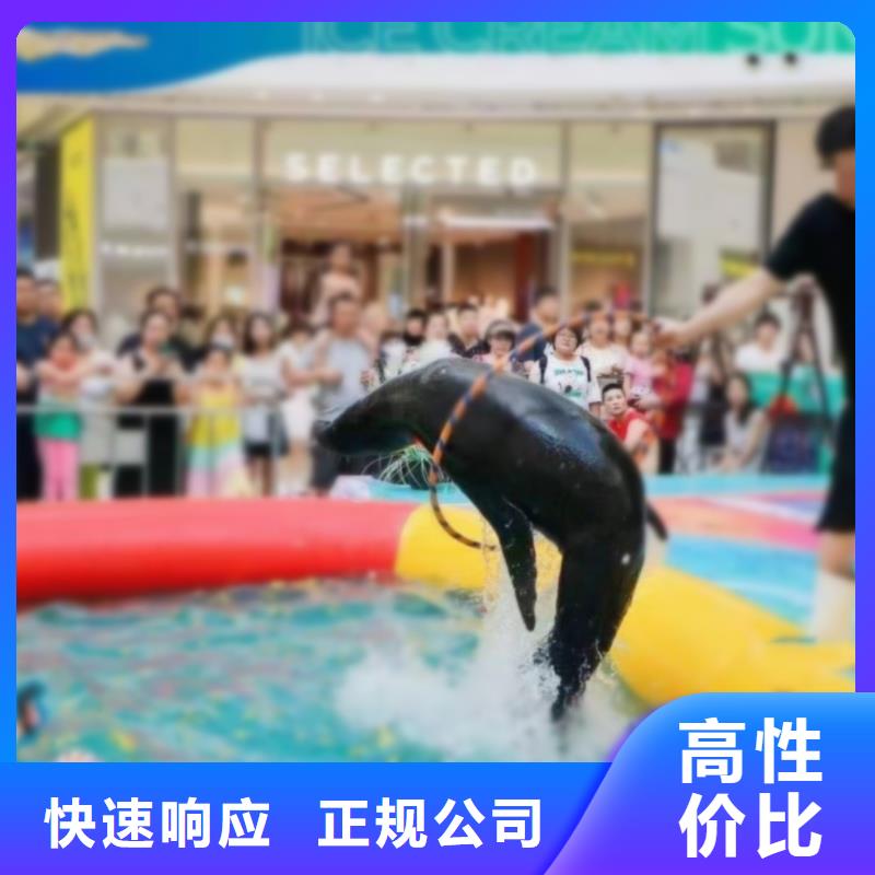 诚实守信【兮洋】海洋主题动物表演海狮表演出租齐全