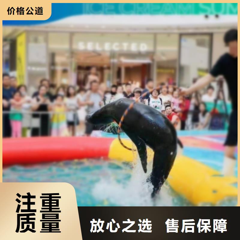 周边(兮洋)海洋主题动物表演海狮表演出租经验丰富