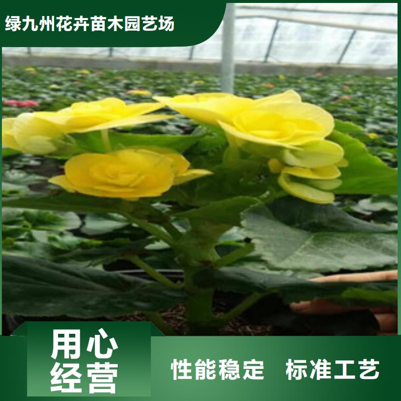 锦州市金盏菊工程苗供应