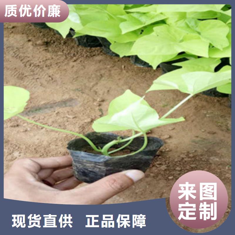 山东青州蛇鞭菊运到南平生产多少钱一盆