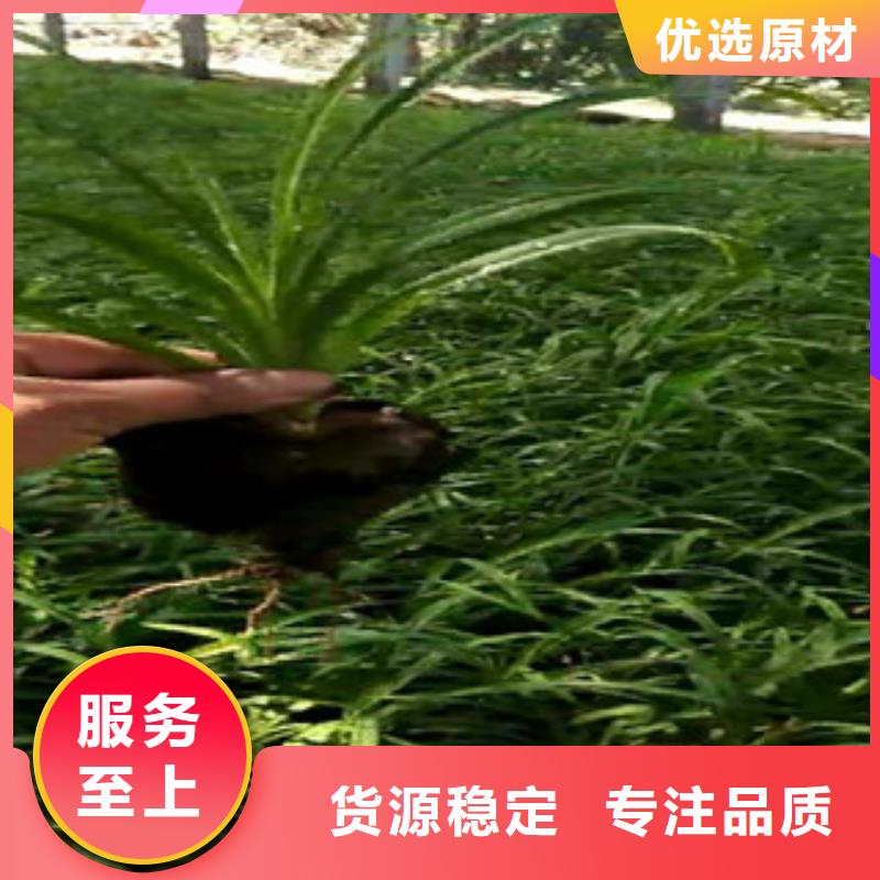 唐山市四季草花可以种植吗