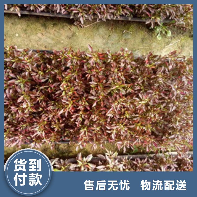 紫叶酢浆草种子山东省青州农户价出售