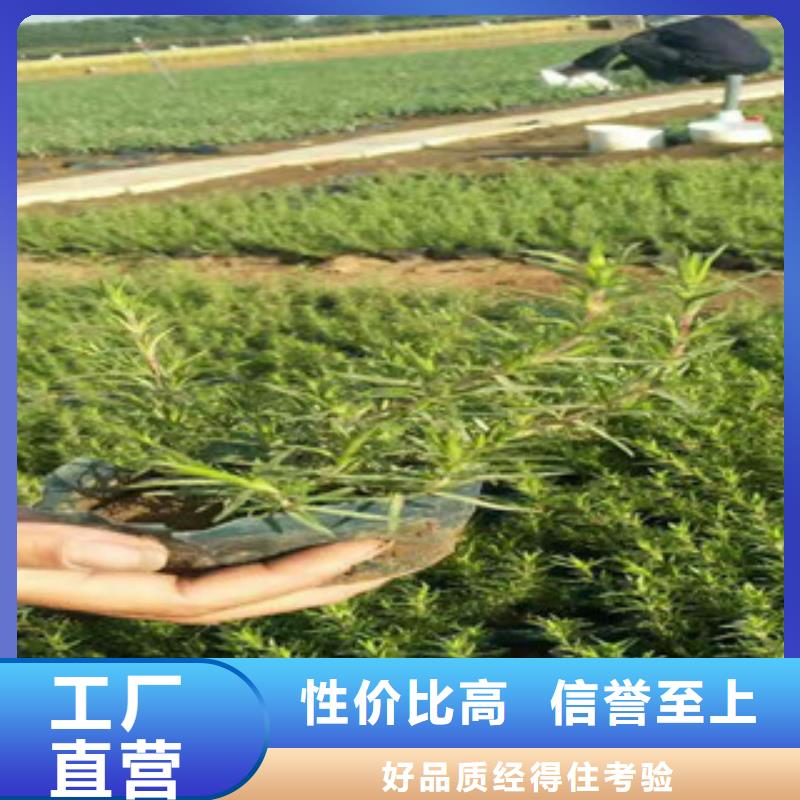 绿九州山东青州绿化苗木运到合多少钱一盆、厂家直发-(当地)经销商