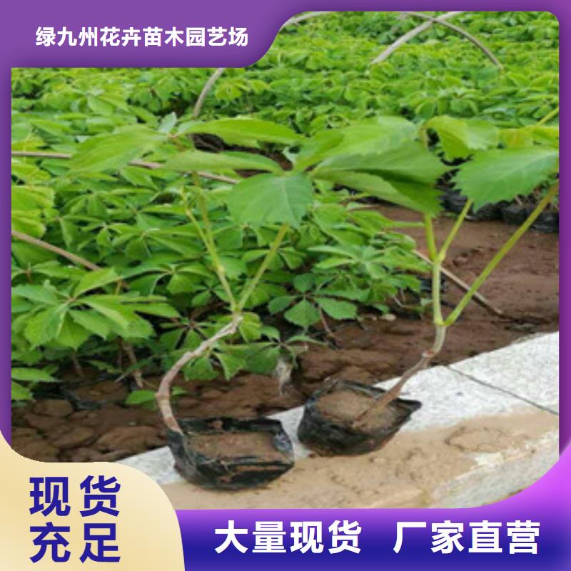 宿根草花黑心菊批发价格