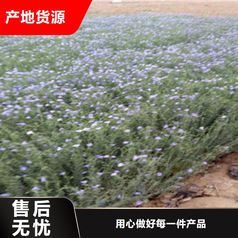 丛生福禄考芝樱种植基地在哪