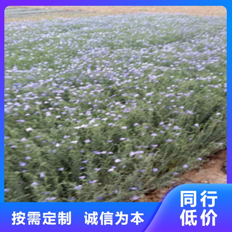 青州批发山桃草批发价格