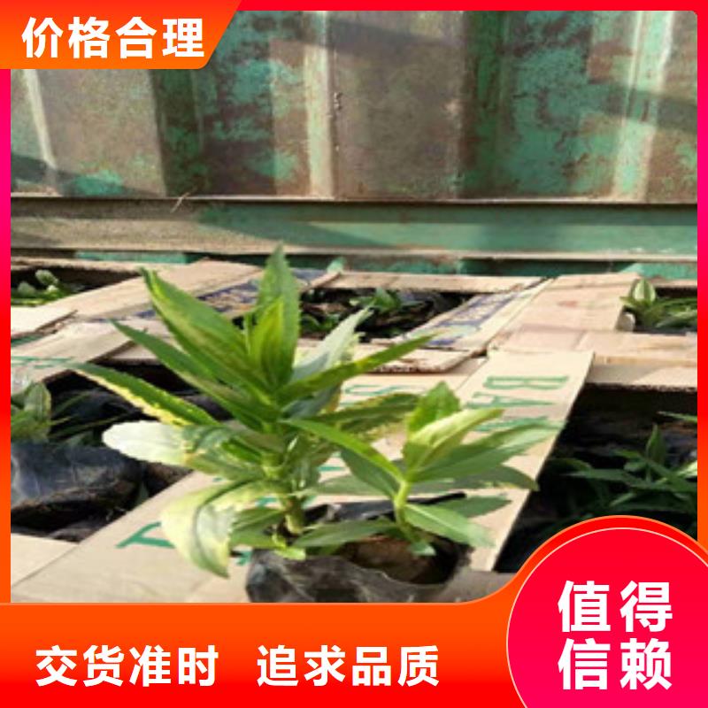 三叶委陵菜种植技术