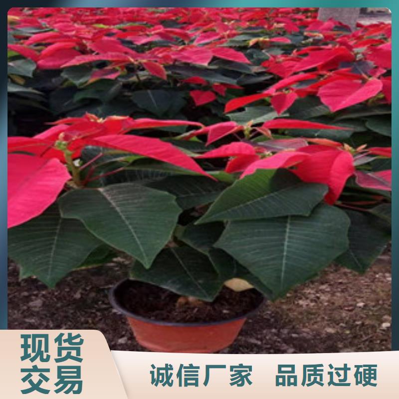 宿根花卉时令花卉/绿化草花价格可定制