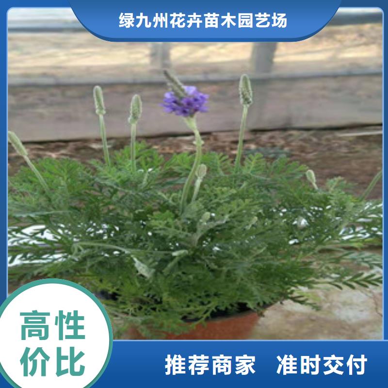 宿根花卉耐寒耐旱草花基地用心做产品