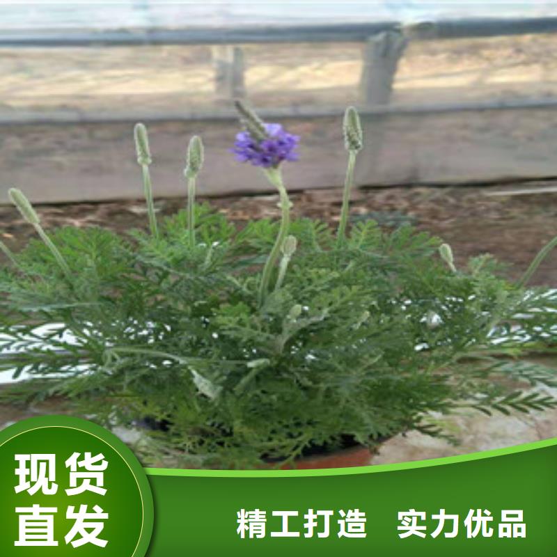 宿根花卉鲁冰花/粉黛乱子草注重细节