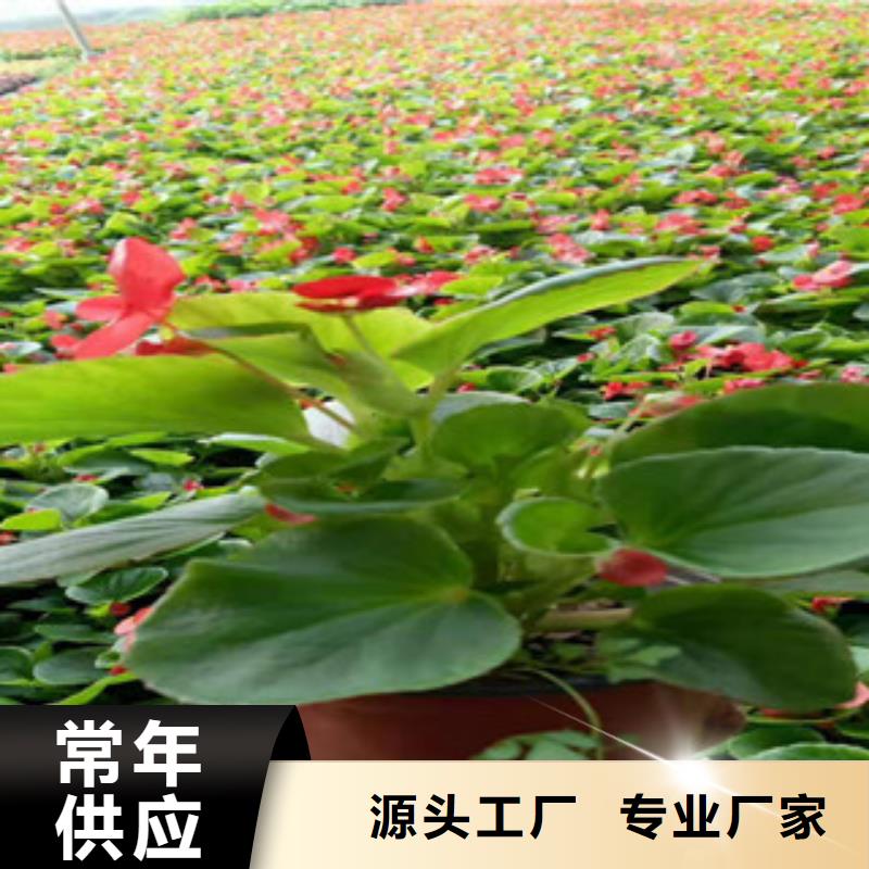 时令草花垂钓牵牛工程苗出售