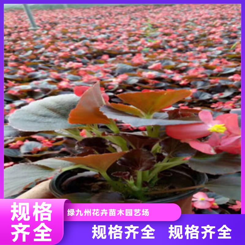 宿根草花地被菊生产厂家