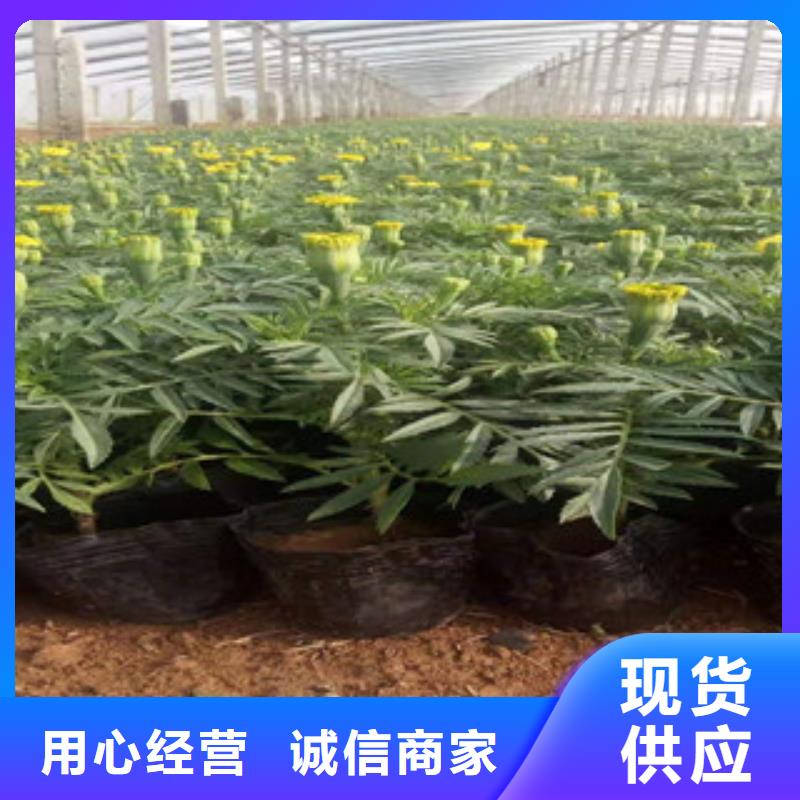 宿根花卉_水生植物/荷花睡莲产品优良