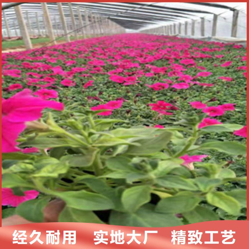 宿根花卉【宿根花卉基地】满足客户所需