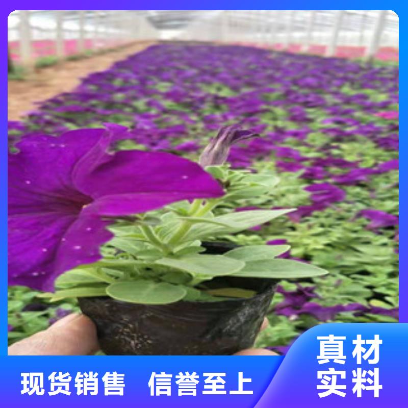 宿根花卉_【鲁冰花/粉黛乱子草】工期短发货快