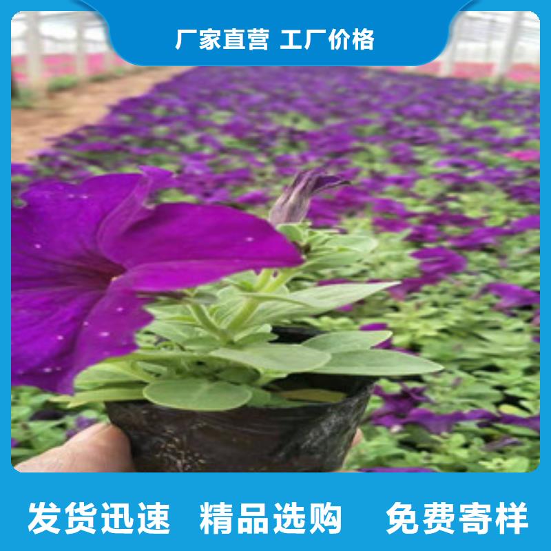 金光菊种植基地绿九州宿根花卉