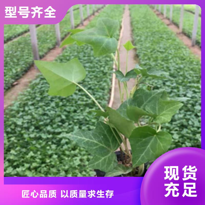 时令草花松果菊一手货源在这里