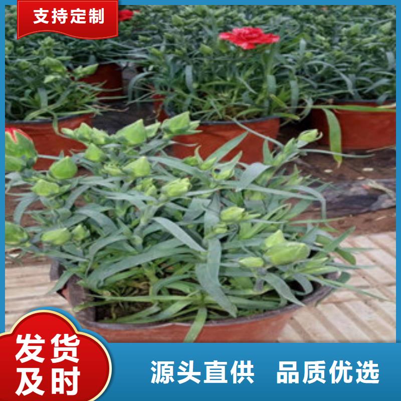 120时令草花种植基地