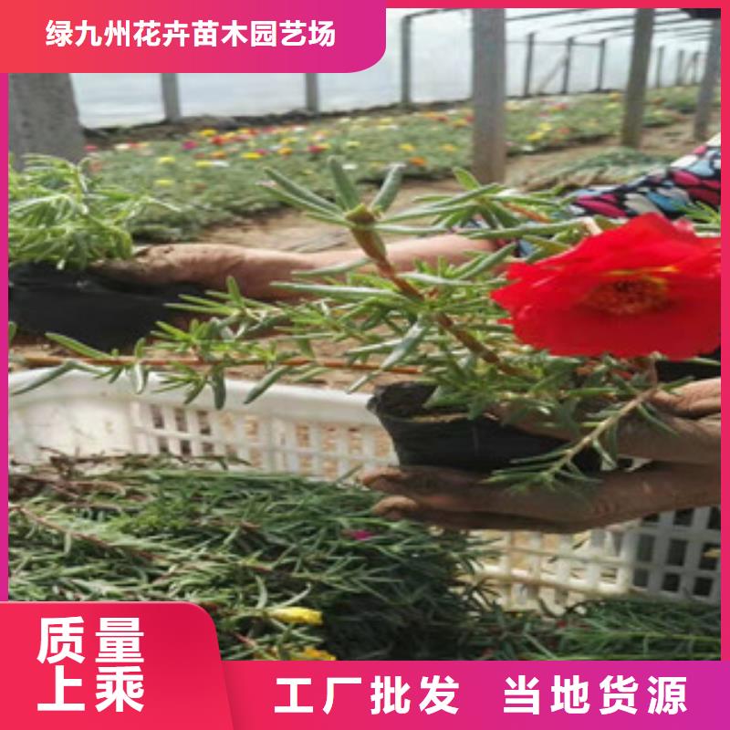 宿根花卉鲁冰花/粉黛乱子草注重细节