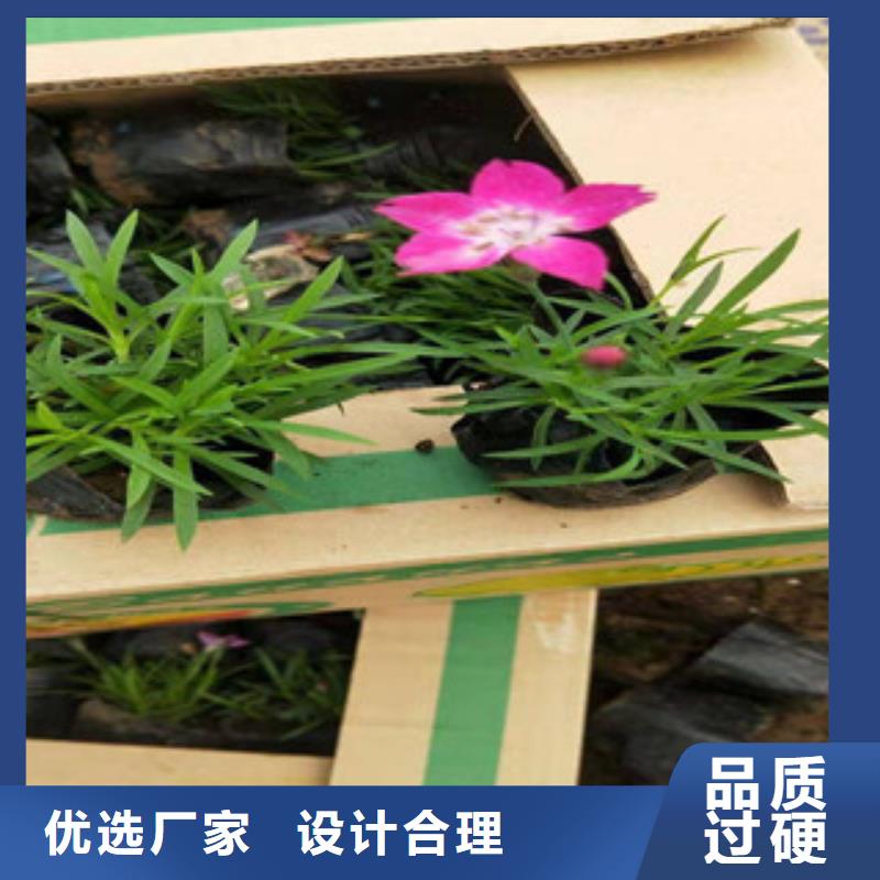 大花蔷薇种植基地在哪来青州