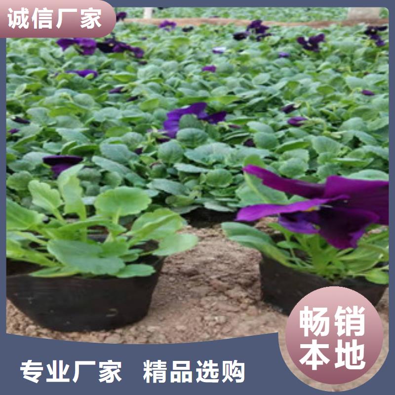 兴隆绿化北海道黄杨生长习性了解