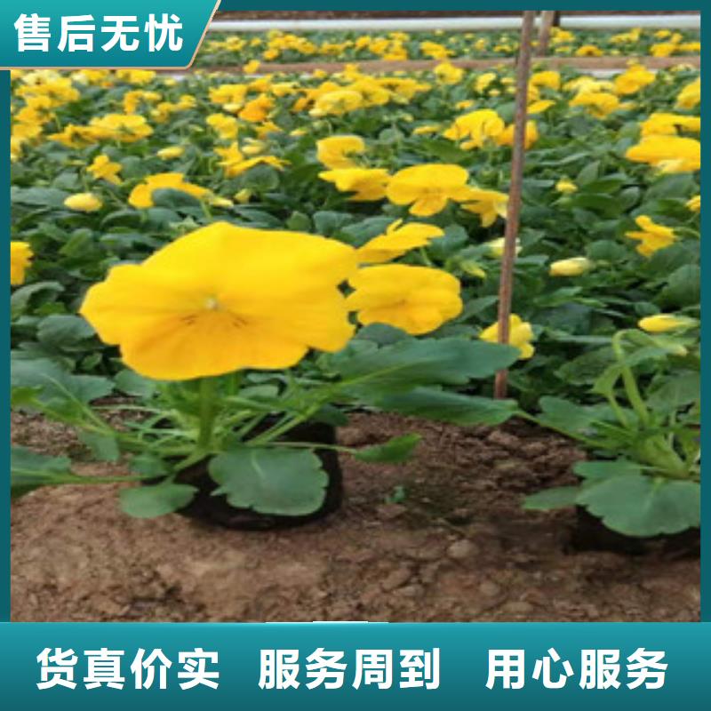 应用领域【绿九州】宿根花卉-耐寒耐旱草花基地支持大批量采购