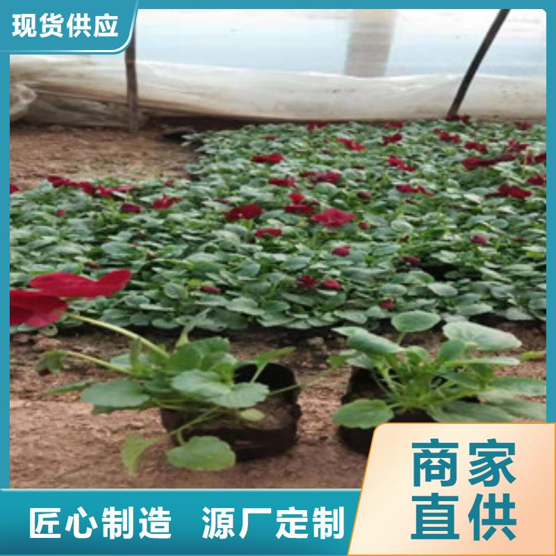 海量现货(绿九州)多芽金光菊质量保证