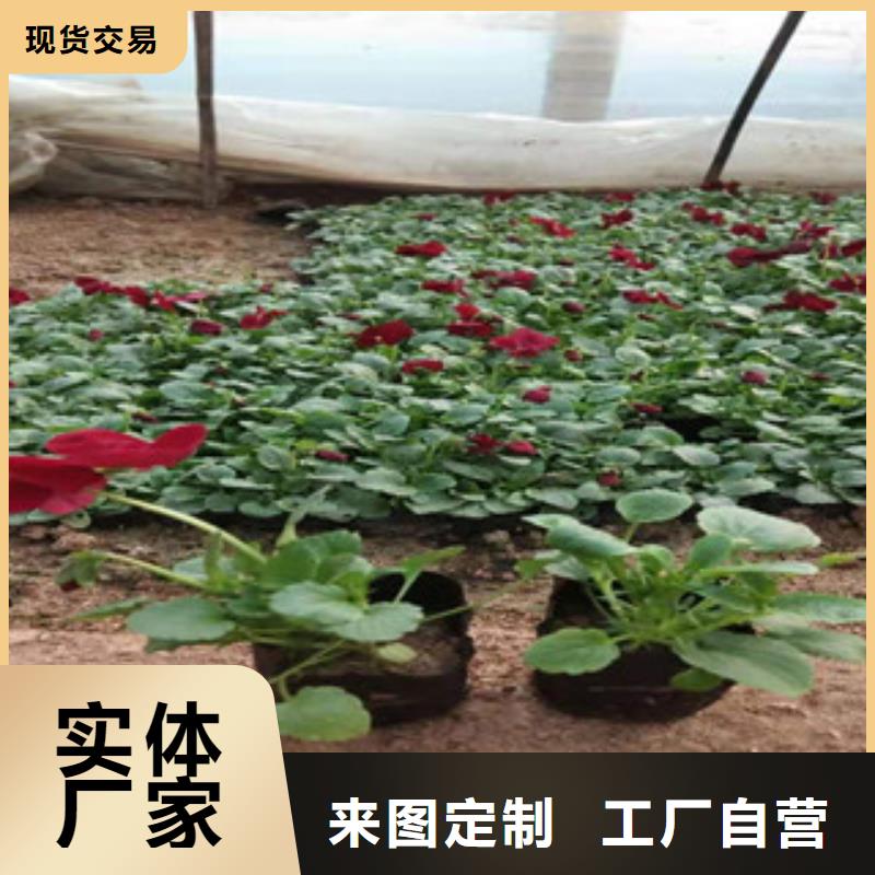 山东青州水生植物运到合多少钱一盆