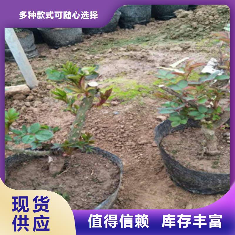 孔雀草万寿菊批发价格