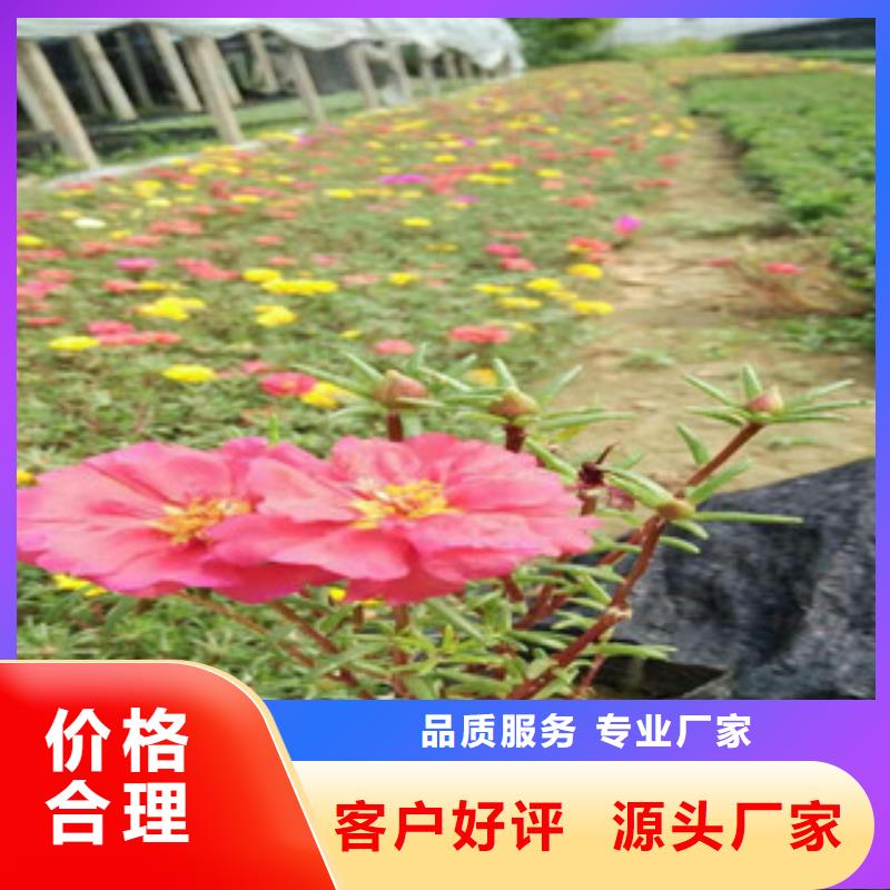 花海景观【花海景观工程】按需定制真材实料