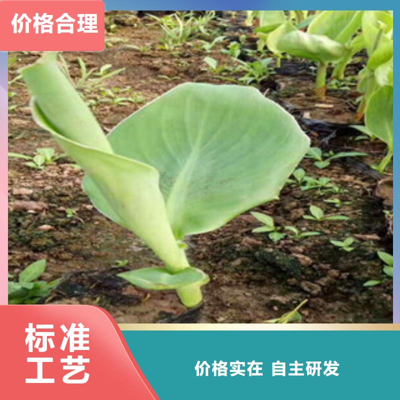 自治区紫菀