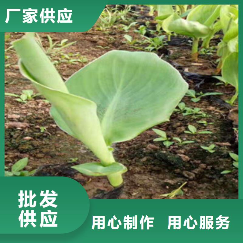 宿根花卉报价/种植基地在哪