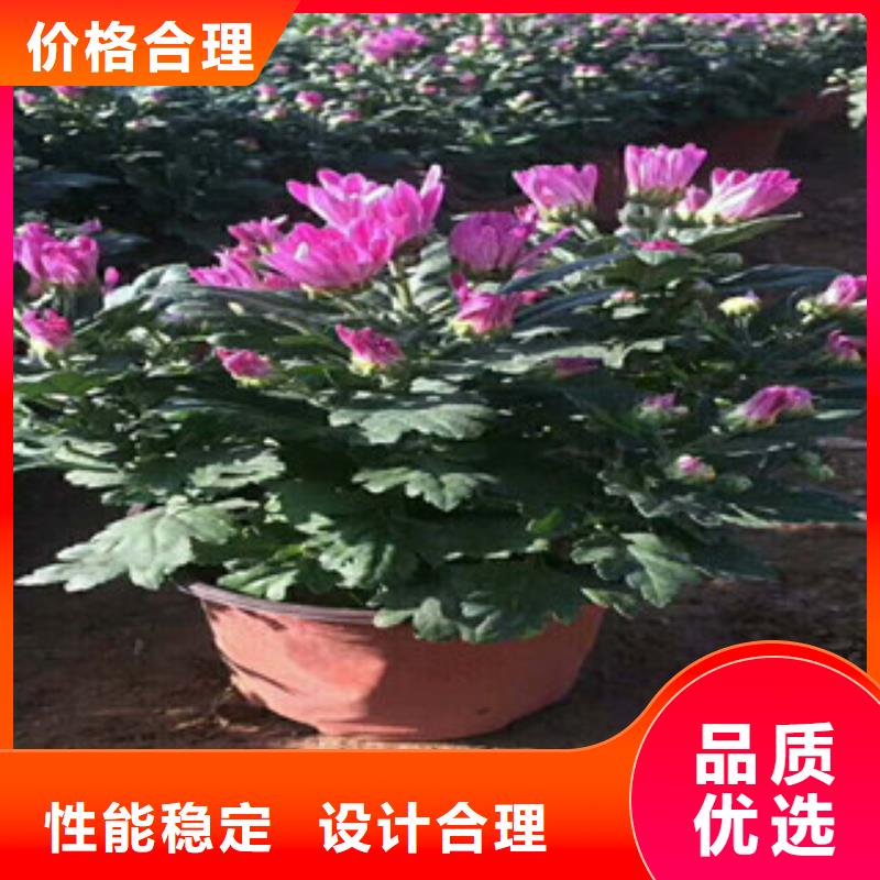 小丽花