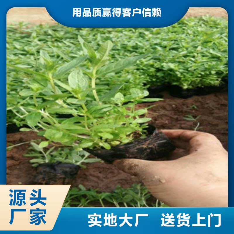 玫红色垂钓牵牛栽植成活率高