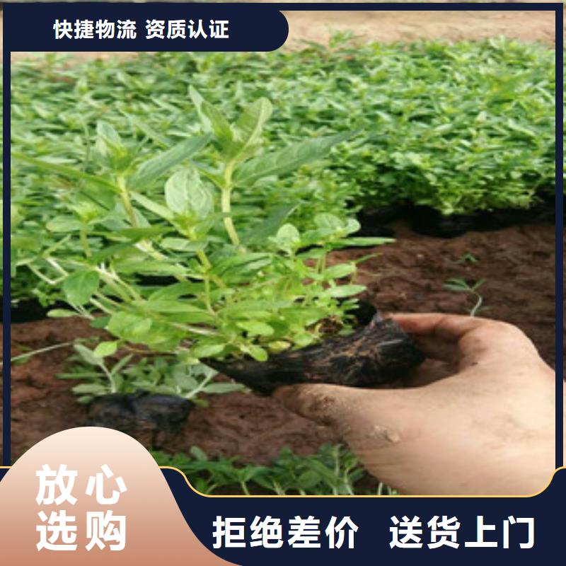 多芽青绿苔草花期多长时间