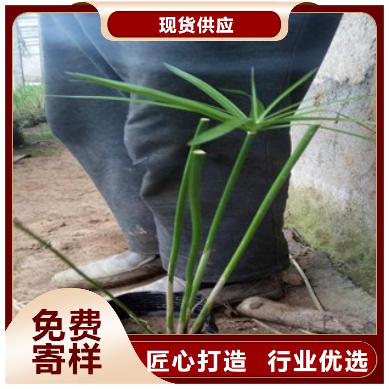 玫红色垂钓牵牛栽植成活率高